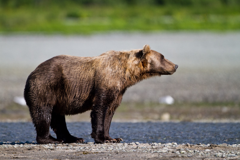 Grizzly Bear